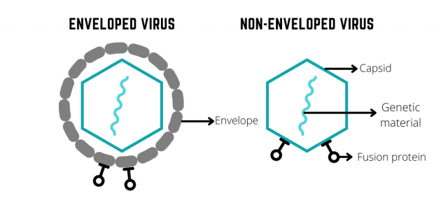 Illustration of enveloped and non-enveloped viruses.