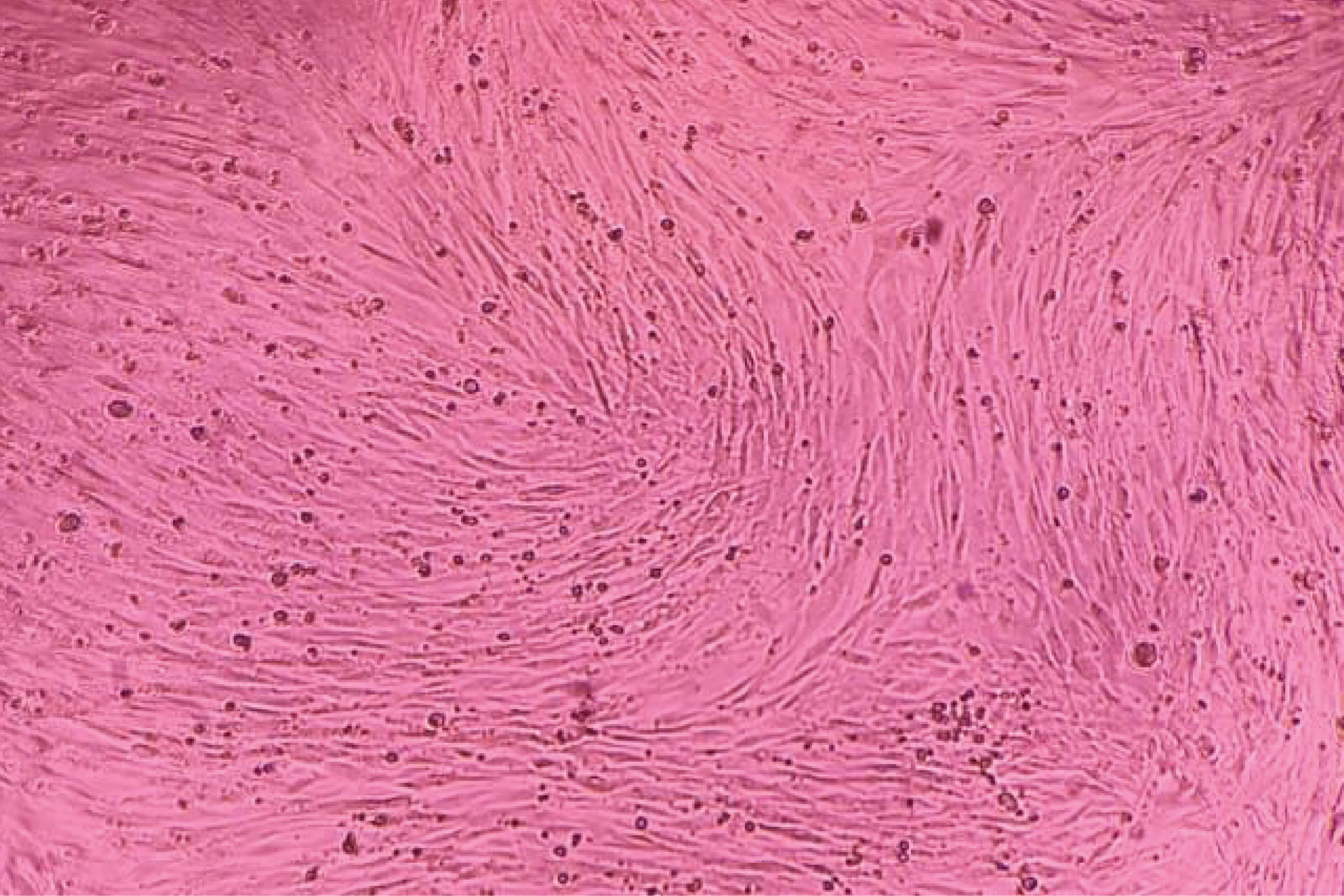Cytotoxicity test